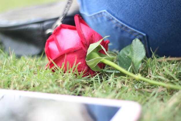 Ακούσια Καριέρα – Ανακαλύπτοντας το Μυστικό της Αιώνιας Αγάπης