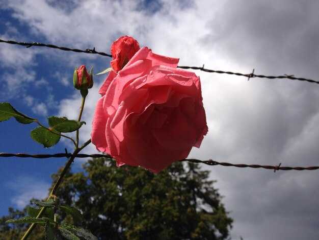 Indicators of Growing Dependence: approval seeking, fear of abandonment, and isolation risks